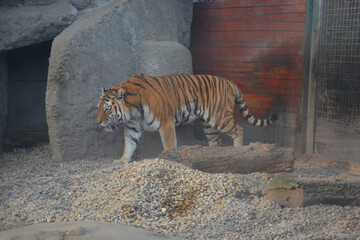 Tiger walking in the zoo in Budapest seen from near