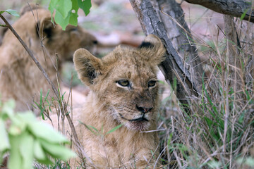Close up of a lion cub resting among bushes, South Africa
