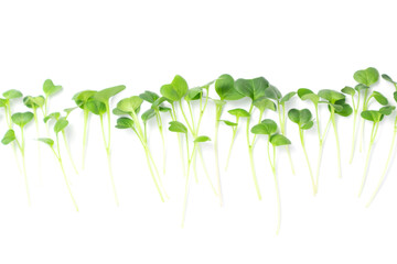 Fresh radish microgreens, isolated on white background. Healthy lifestyle concept.