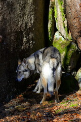 Tschechischer Wolfshund im winterlichen Wald