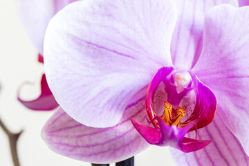 Big light pink orchid flower, houseplant on blurred background. Close-up. Macro