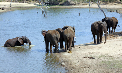 Group of male elephants around the edge of a water hole, South Africa
