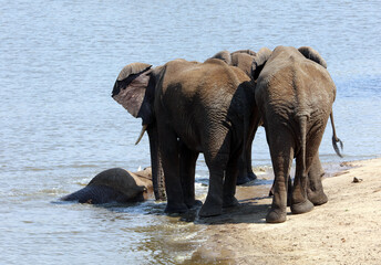 Group of male elephants by the side of a water hole, South Africa
