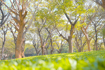 Big tree with park on a summer's day