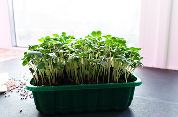 Microgreens growing on windowsill. Micro green radish growing in box. selective focus