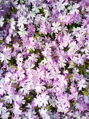 Moss phlox or mountain phlox flowers background. Purple flowers for background.