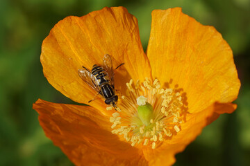 Sun fly Helophilus pendulus, family Syrphidae on a flower of Welsh poppy (Meconopsis cambrica), poppy family Papaveraceae. Spring in a Dutch garden.