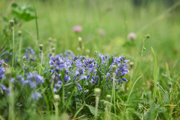 Almwiese im Sommer