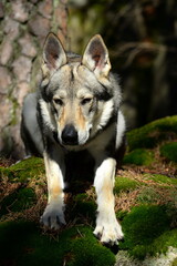 Naklejka na ściany i meble Tschechischer Wolfshund im winterlichen Wald