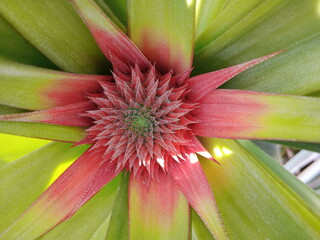 Close Up Young Pineapple Growth in Field, Like The Sun, Like Flowers, Original File