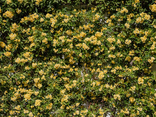 yellow flowers in the garden