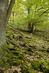 Gelaende am Knorreichensteig, Bestand des Urwaldsteiges am  Eder