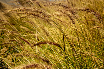 Green floral background of wild wheat cereals, view in bright summer season time