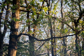 Ain Draham forest - Tunisia 