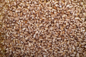 Wet pearl barley seeds