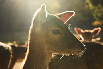 Reht im Wildpark