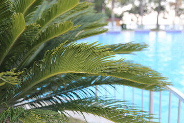 Green palm leaves. Green floral background. Exotic plants. 