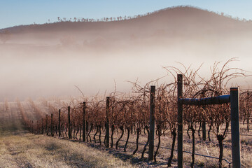 Winter Vines in Yarra Valley Australia