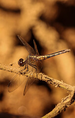 Dragonfly Sharped in Rio de Janeiro