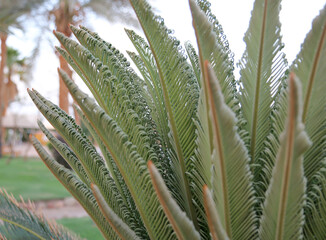 Creative curly leaf patterns of a palm branches
