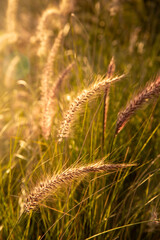 yellow floral background of wild wheat cereals, view in bright summer season time