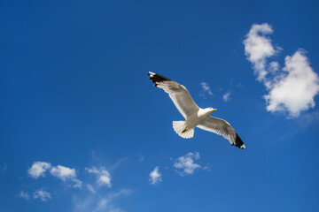 Seagull flying in clear sky at summer day. seagull flying among the clouds