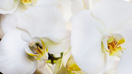 storczyk, orchidea