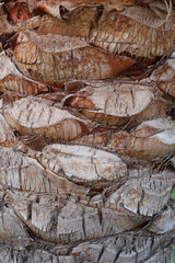 Cracked bark of old tropical palm trees