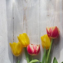 Yellow, pink, red and orange tulips on a white wooden background