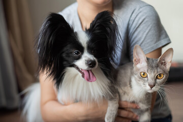 A woman holds in her hands a brush sphinx cat and a papillon dog