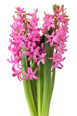 Hyacinth with pink flowers and leaves isolated on white background. First spring fragrant flowering plant.