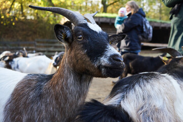 Ziege im Streichelzoo