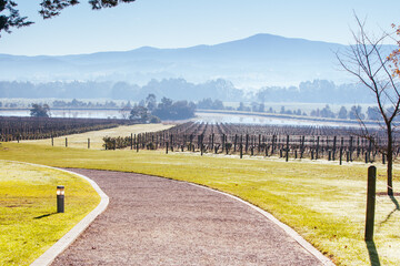 Foggy Yarra Valley During Winter in Australia