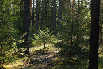 Little Christmas tree in the forest in summer