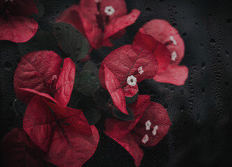 Red flowers of bougainvillea behind wet glass 