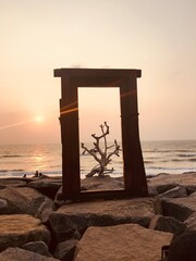 Un arbre sur la plage en Inde 