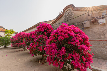 Close-up view of Bougainvillea flowers in Fujian and traditional Chinese buildings