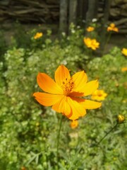 yellow flower in the garden