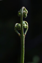 An unopened fern and two ants on it