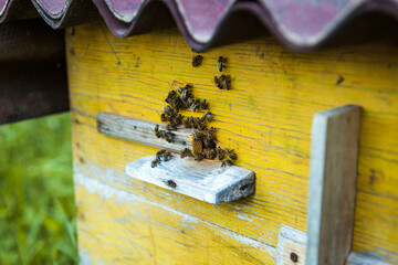 Group of honeybees flying into a vintage beehive