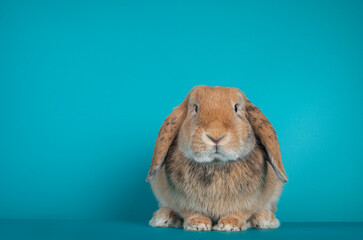 Single brown lop ear bunny, sitting facing front. Looking at camera. Isolated on turquoise background.