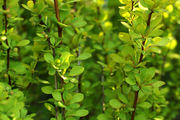 Delicate green plant on long branches form a background