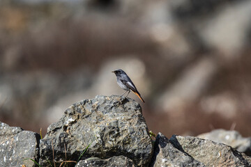 Black Redstart, Phoenicurus. Perched on a rock.