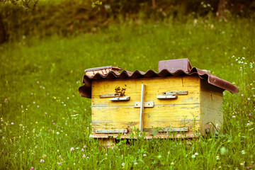 Beehive with bees in a honey farm