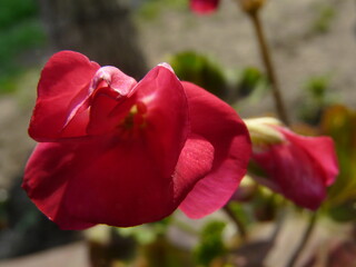 czerwony kwiat