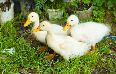 small ducklings outdoor in on green grass