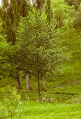 Fototapeta na wymiar Hiking trail footpath through green grass landscape