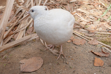 White Quail 