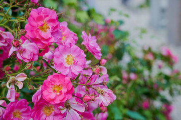 pink rose with yellow pistil with the name Saint Nicholas