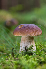boletus edulis in the forest
